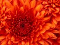 /album/fotos/chrysanthemum-jpg/